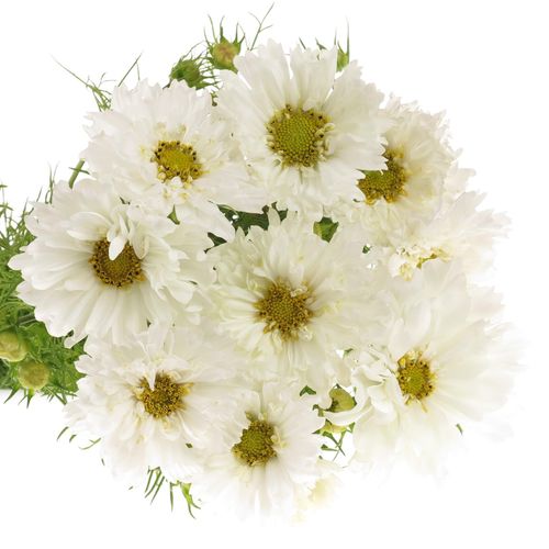 Cosmos weiss 50cm