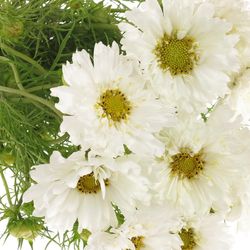 Cosmos weiss 50cm