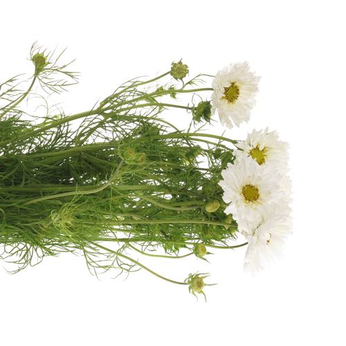 Cosmos weiss 50cm