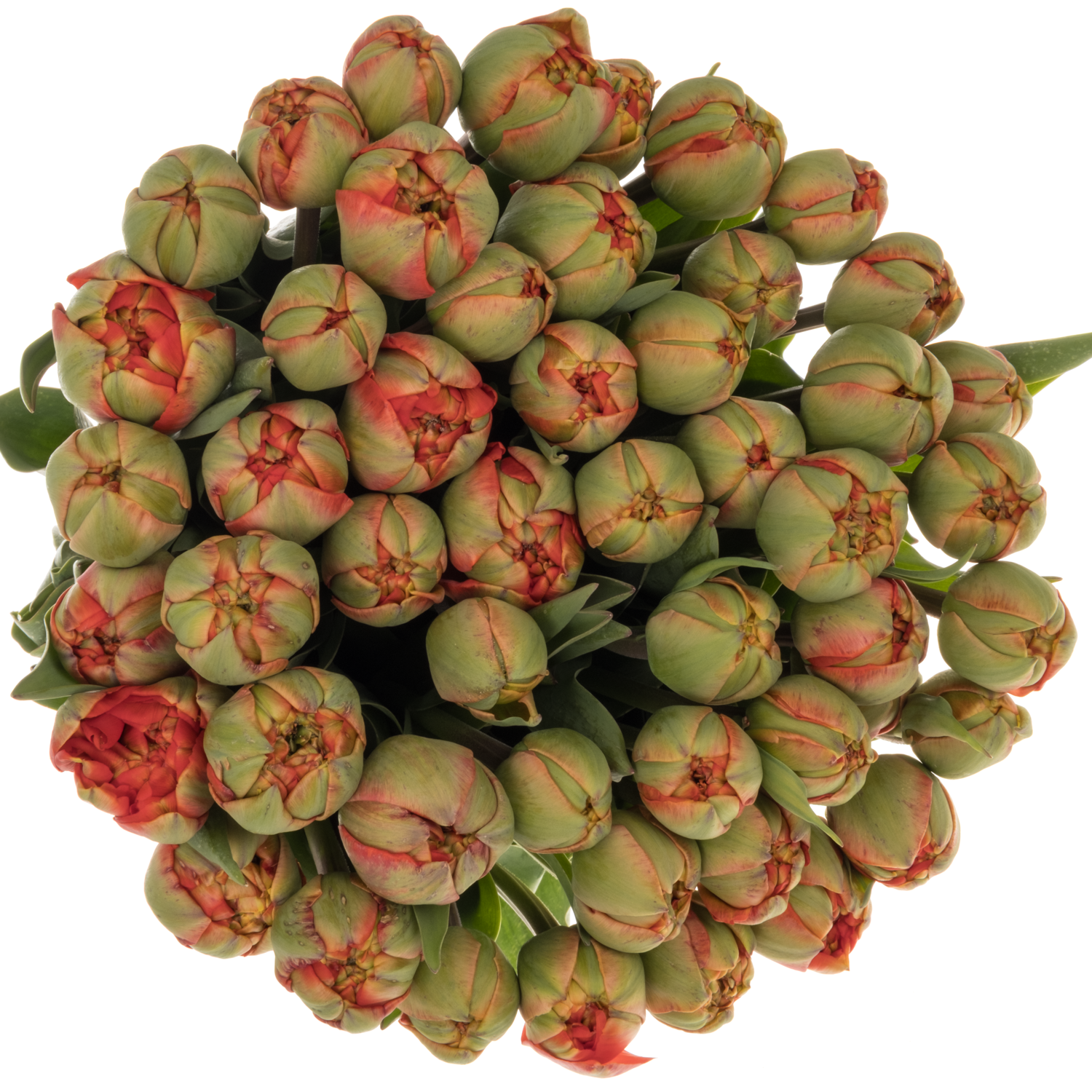 Tulpe rot Miranda 26 Gramm