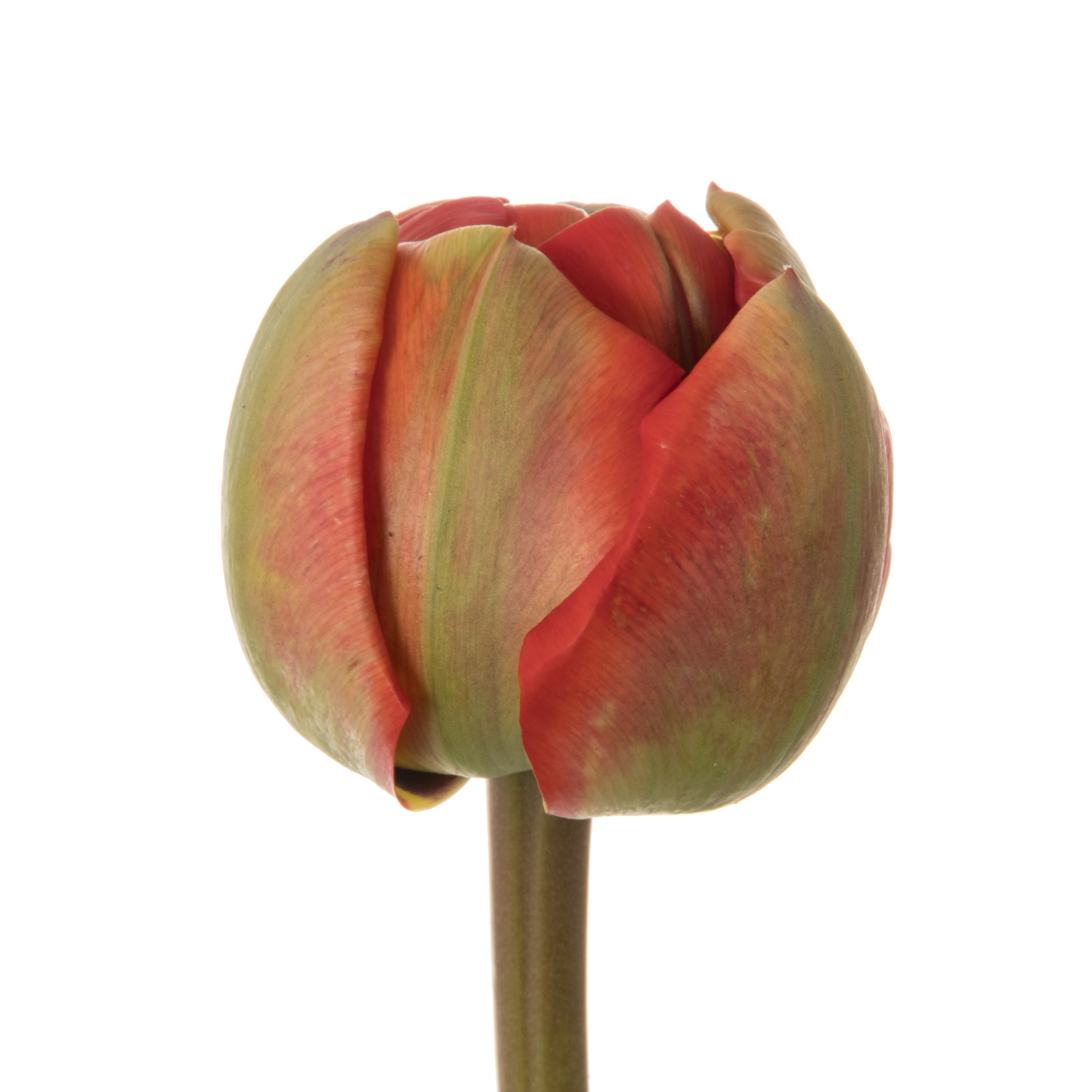 Tulpe rot Miranda 26 Gramm