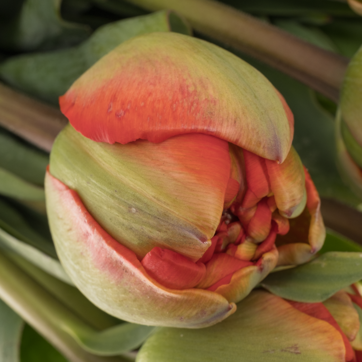 Tulpe rot Miranda 26 Gramm