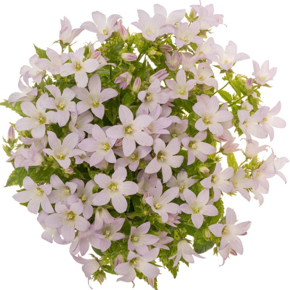 Camp.Lact rosa Anna 60cm
