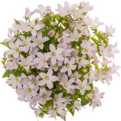 Camp.Lact rosa Anna 60cm