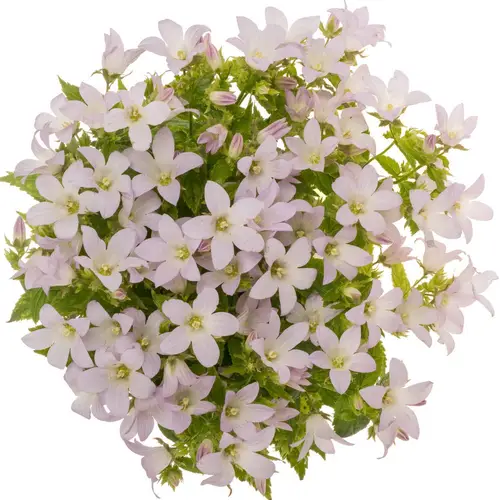 Camp.Lact rosa Anna 60cm