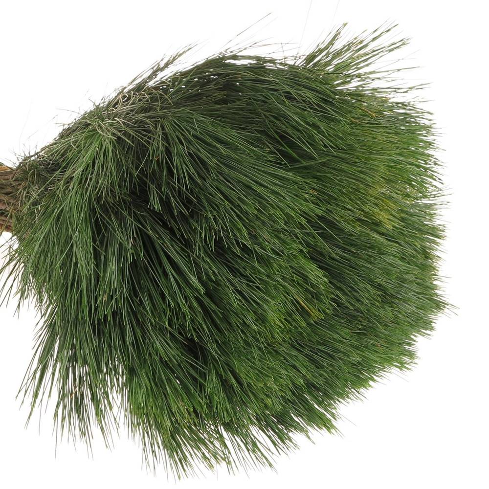 Seidenkiefer    40cm