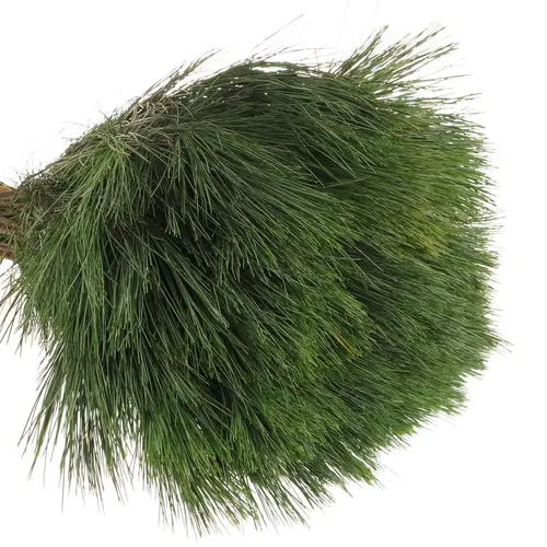 Seidenkiefer    40cm