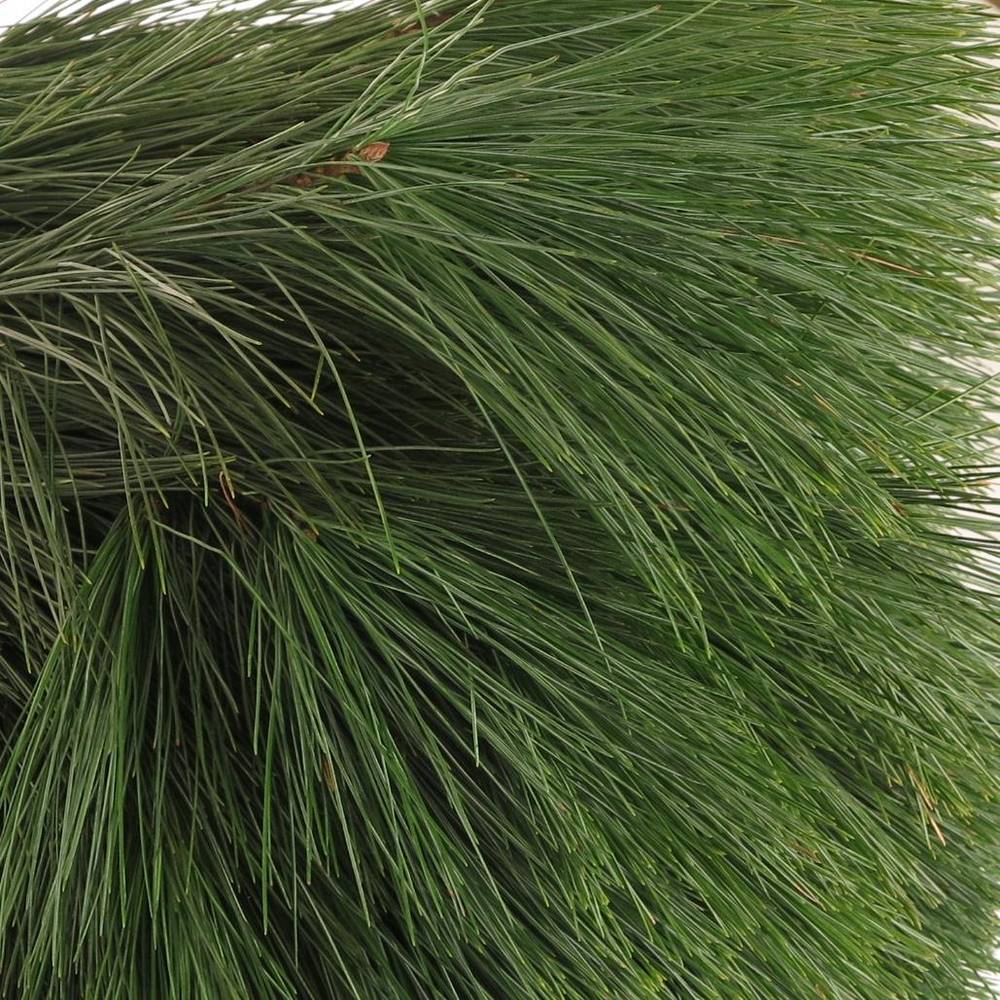 Seidenkiefer    40cm