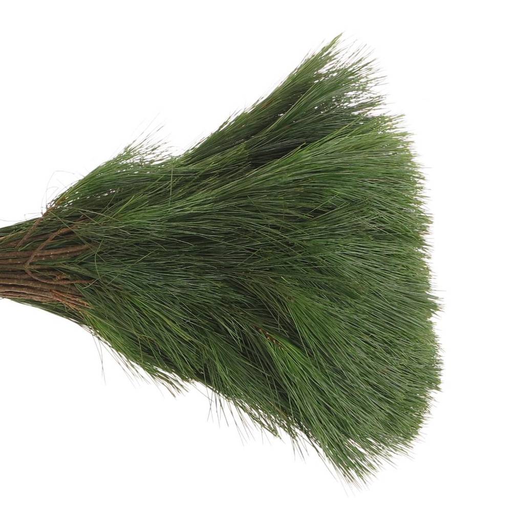 Seidenkiefer    40cm
