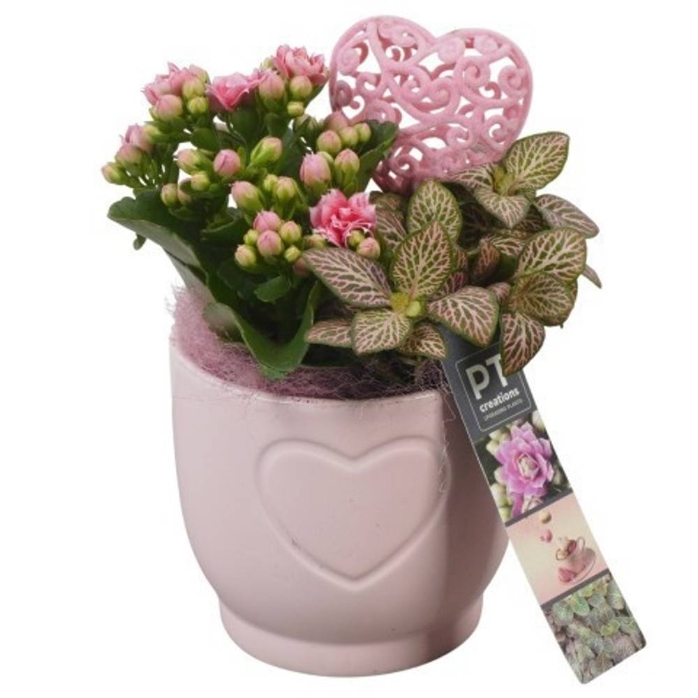 Kal.Arr PTVMB2255 T11 H021