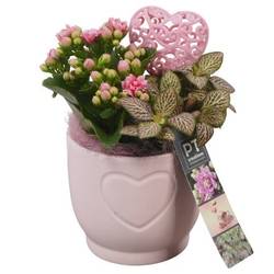 Kal.Arr PTVMB2255 T11 H021