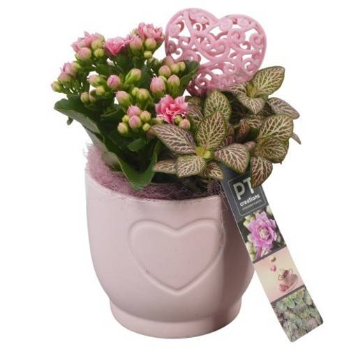 Kal.Arr PTVMB2255 T11 H021