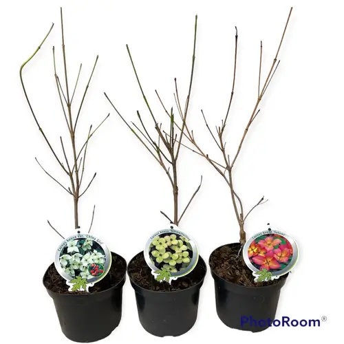 Cornus Kousa mix T19 H050