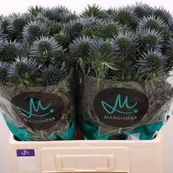Distel blau  Scorpius 60cm