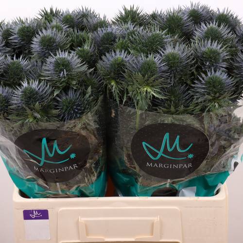 Distel blau  Scorpius 60cm