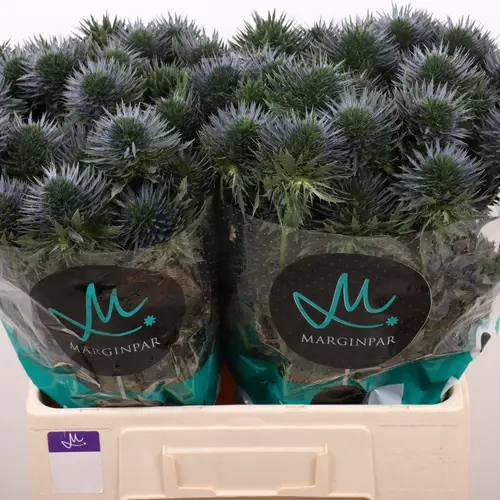 Distel blau  Scorpius 60cm