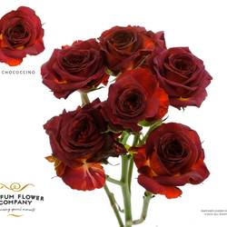 Rose verzweigt braun Chococcino 50cm