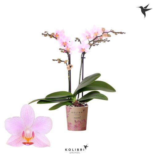 Phal.2-R rosa Armenia Kolibri T09 H40