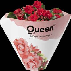 Kalanchoe Gef. rot mini T06 H008