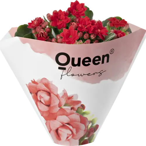 Kalanchoe Gef. rot mini T06 H008