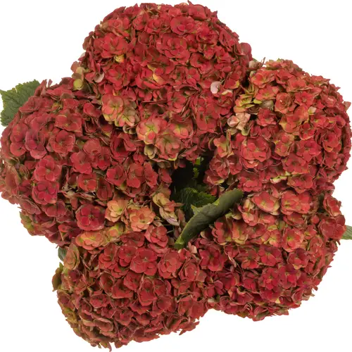 Hortensie rot/grün Royal Anastasia cl Bol 19cm 80cm