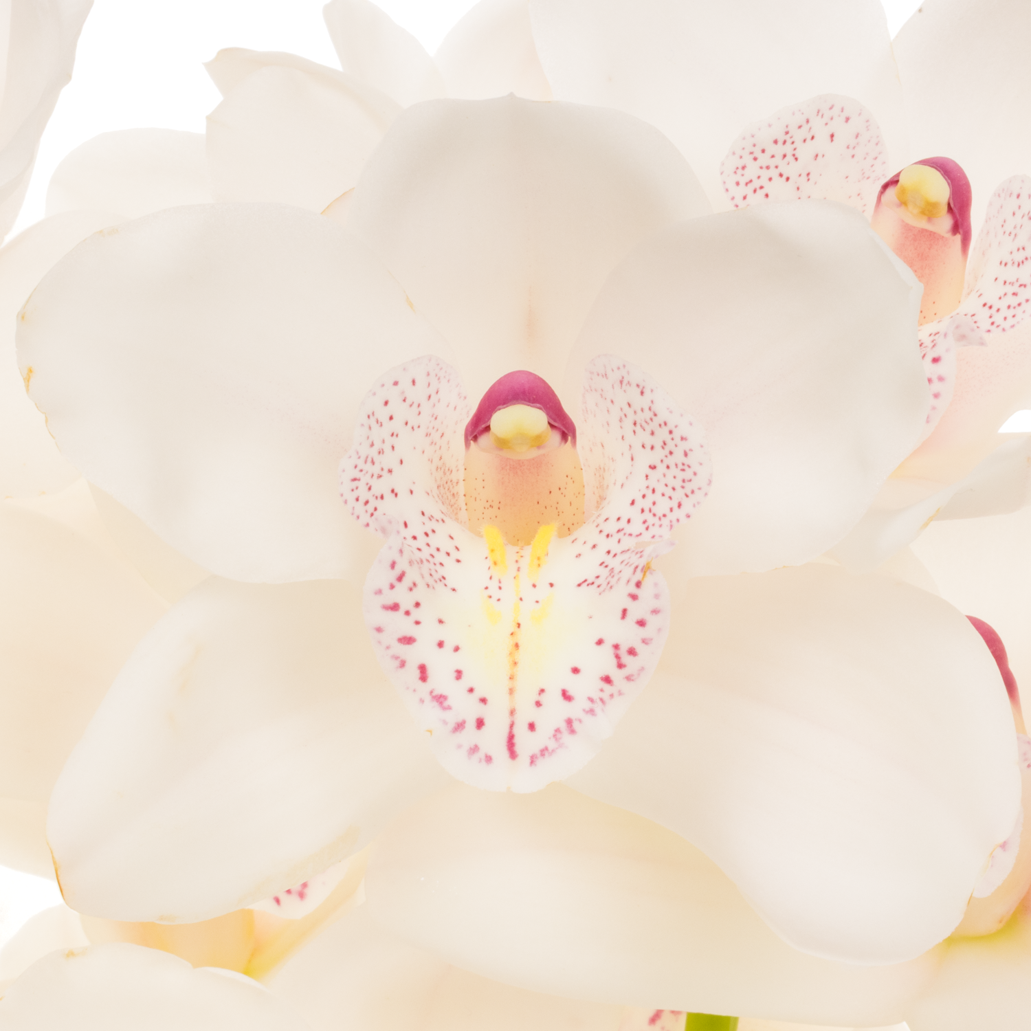 Mini Cymbidium weiss Barbara 30cm 5+Blüte