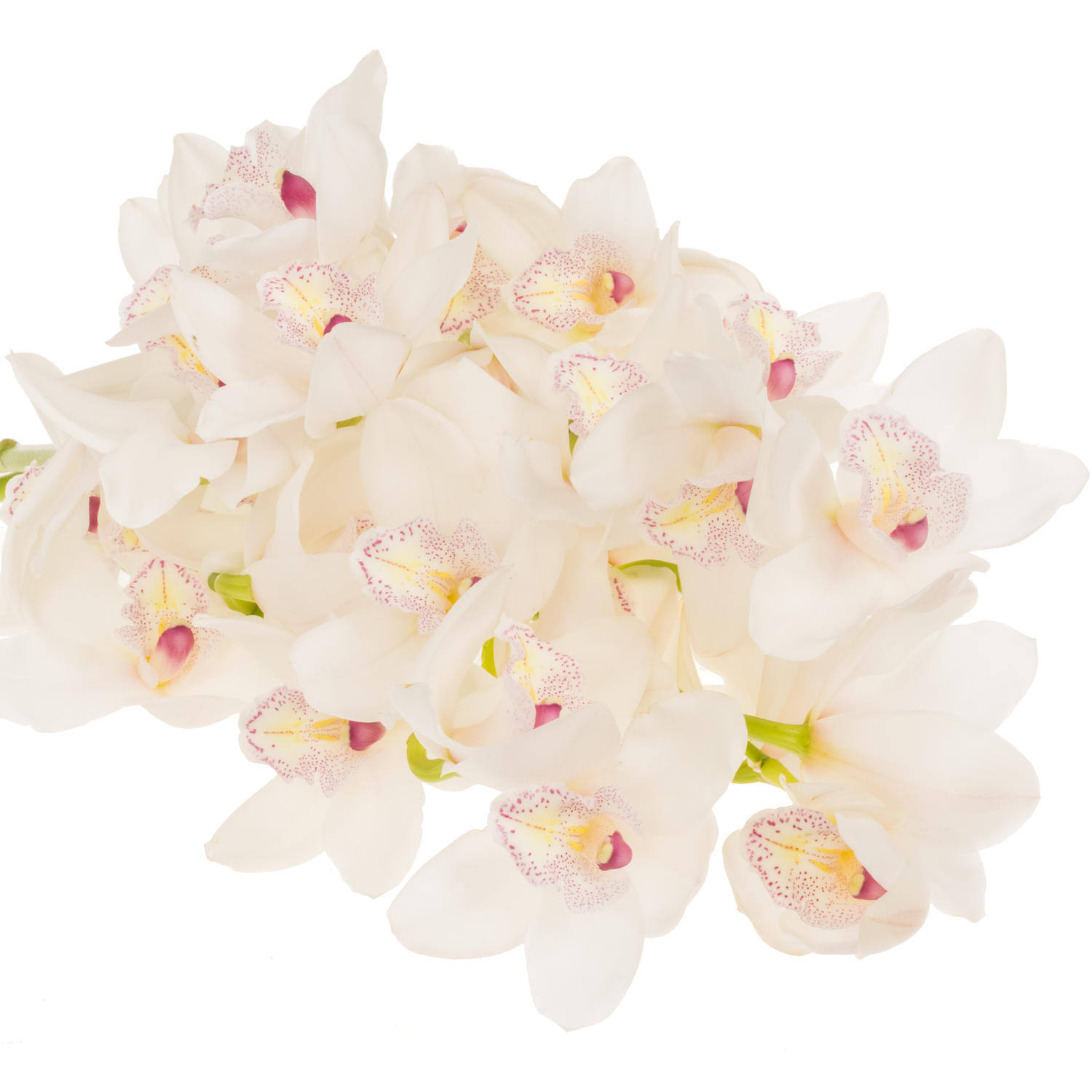 Mini Cymbidium weiss Barbara 30cm 5+Blüte