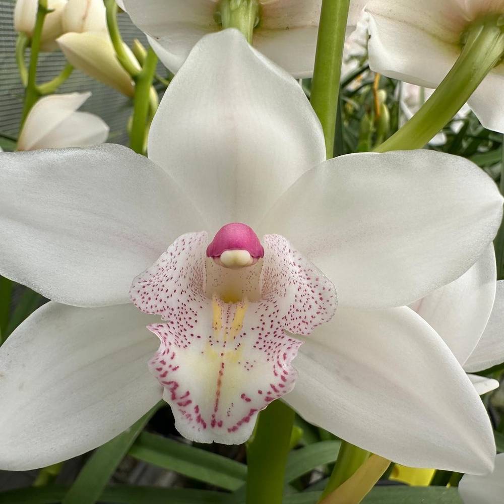 Mini Cymbidium weiss Barbara 30cm 5+Blüte