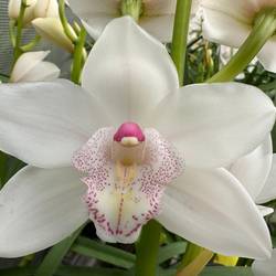 Mini Cymbidium weiss Barbara 30cm 5+Blüte