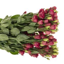 Lisianthus rot Arosa Waalzicht
