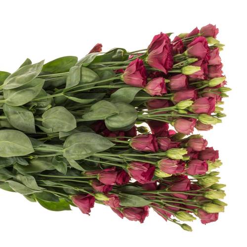 Lisianthus rot Arosa Waalzicht
