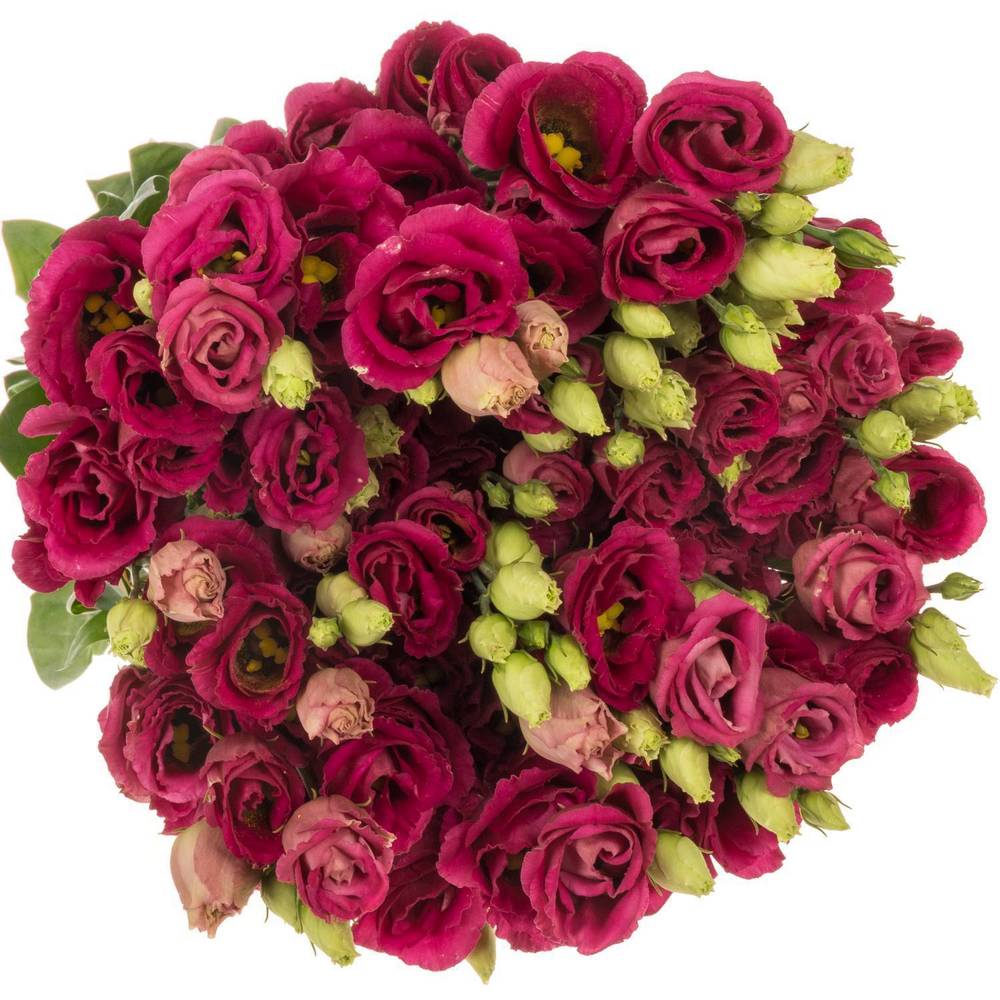 Lisianthus rot Arosa Waalzicht