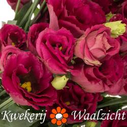 Lisianthus rot Arosa Waalzicht