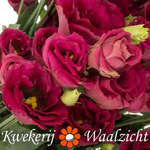 Lisianthus rot Arosa Waalzicht