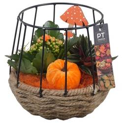 Kal.Arr PTHI5447 Herbst T15 H020