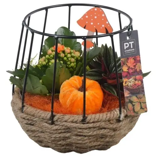 Kal.Arr PTHI5447 Herbst T15 H020