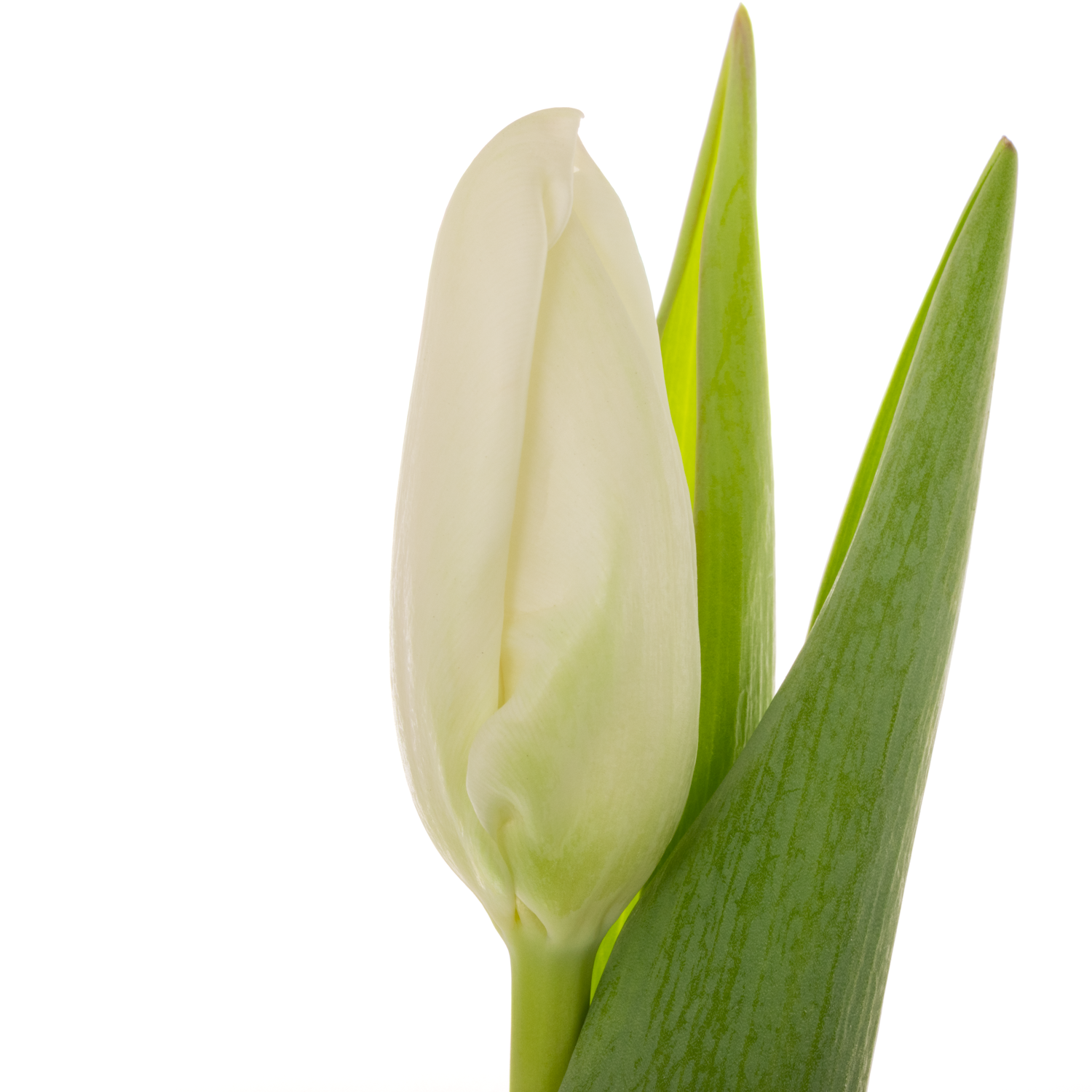 Tulpe weiss Snowboard 32 Gramm