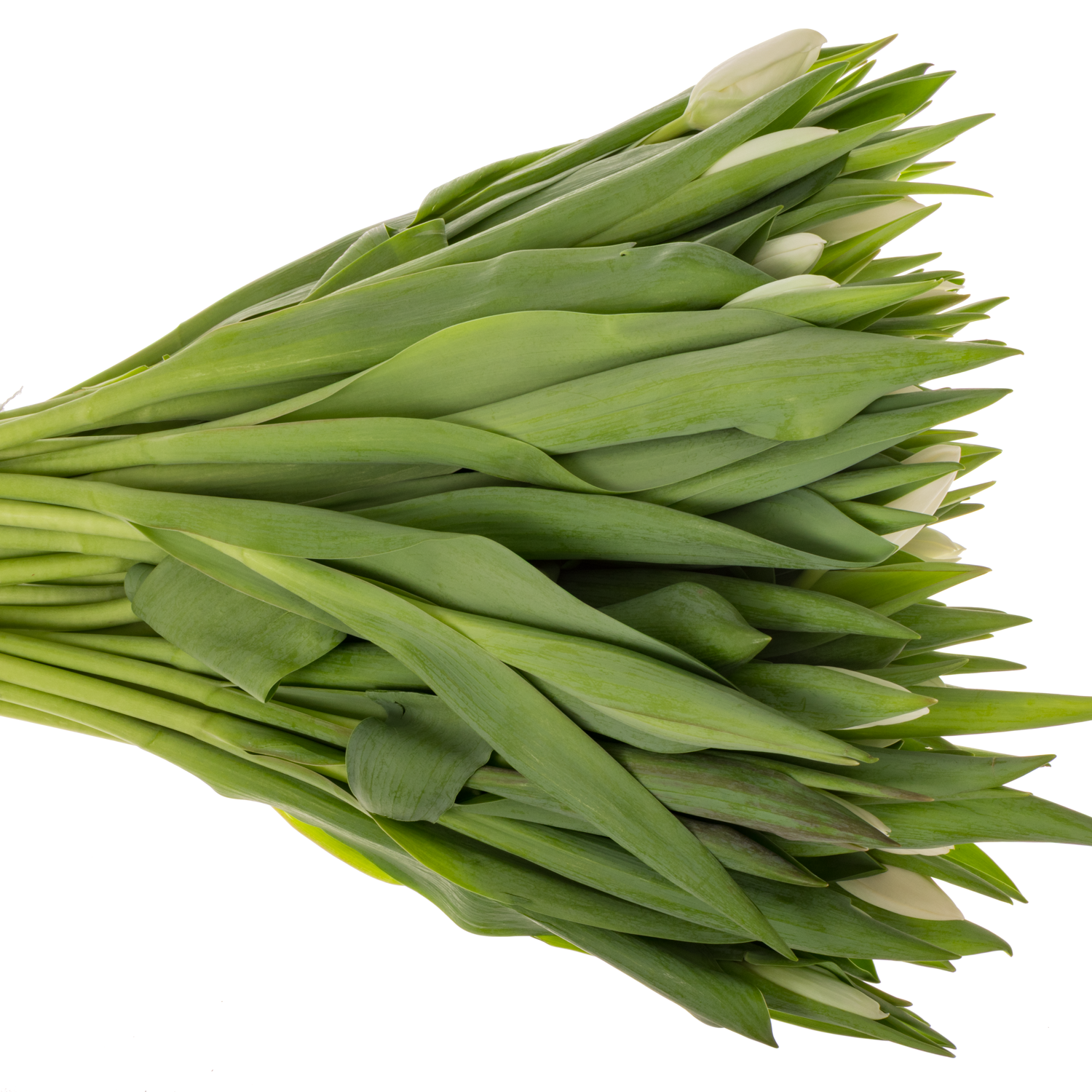 Tulpe weiss Snowboard 32 Gramm