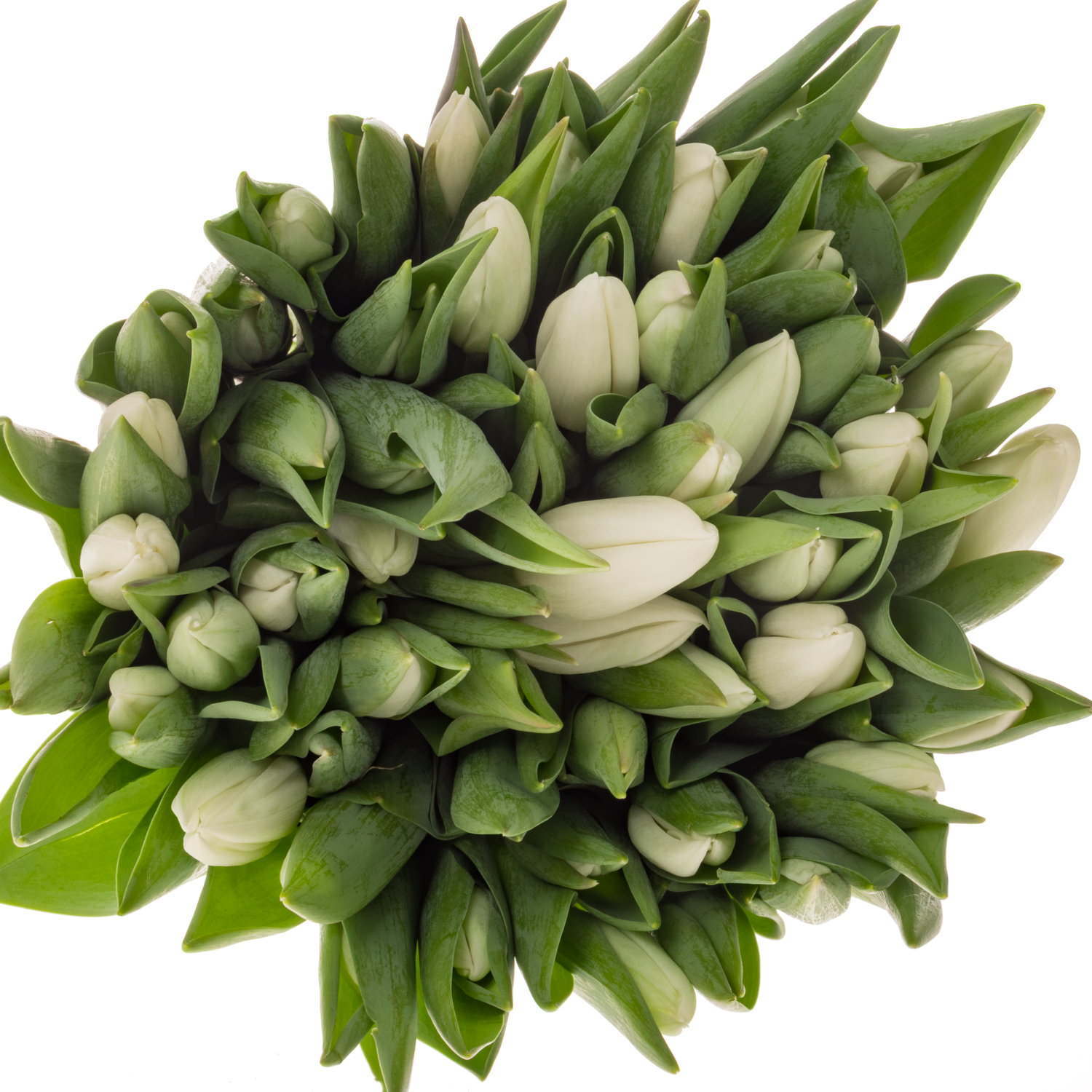 Tulpe weiss Snowboard 32 Gramm