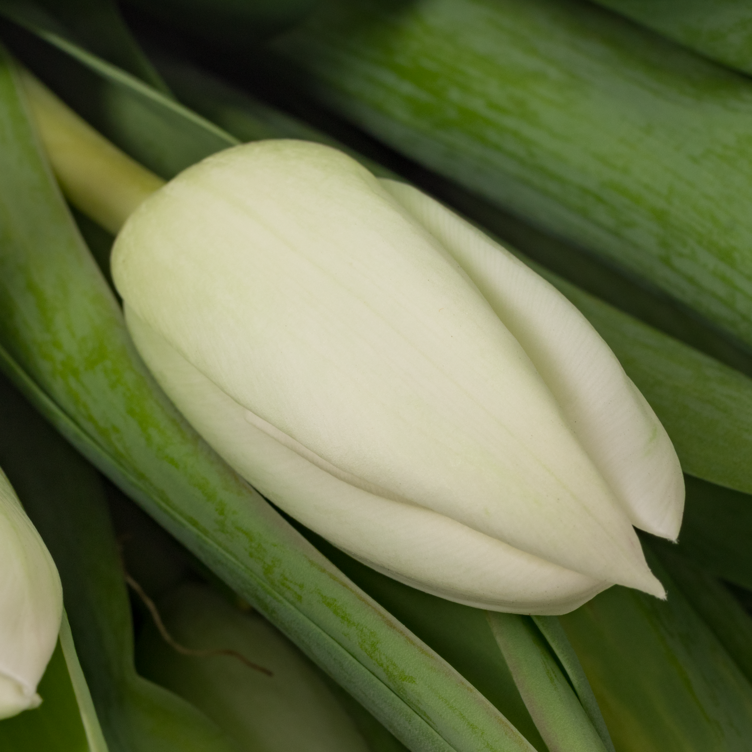 Tulpe weiss Snowboard 32 Gramm