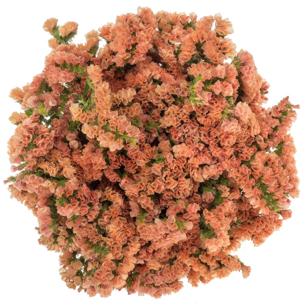 Statice orange Royal Orange 35 Gramm 60cm