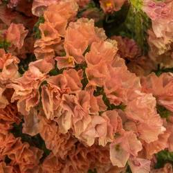 Statice orange Royal Orange 35 Gramm 60cm