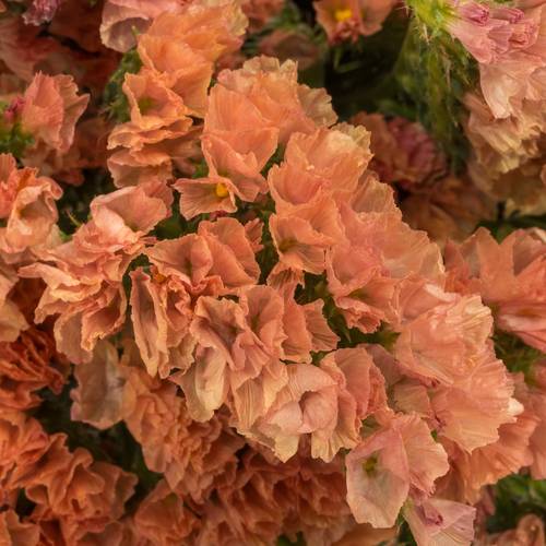 Statice orange Royal Orange 35 Gramm 60cm