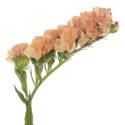 Statice orange Royal Orange 35 Gramm 60cm