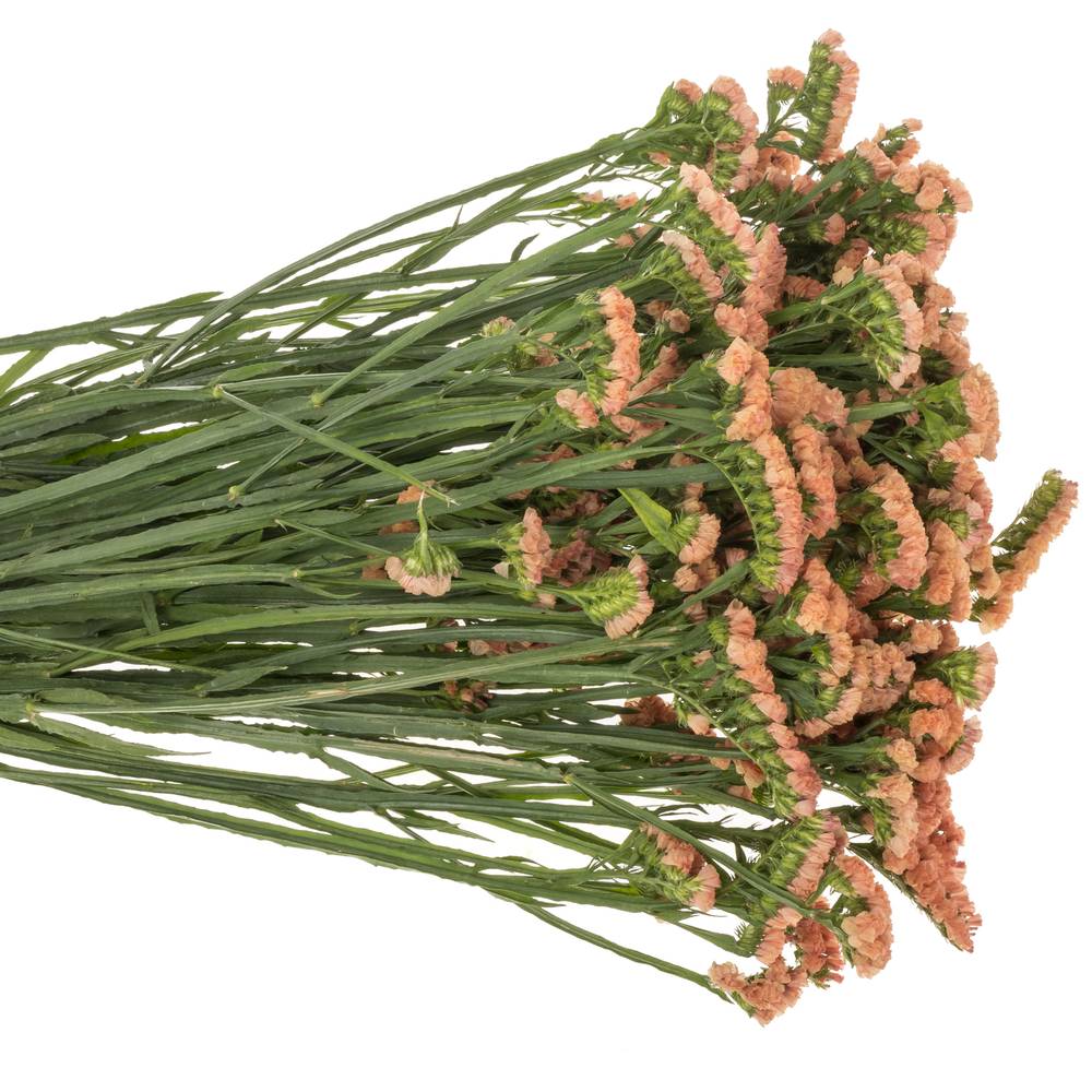 Statice orange Royal Orange 35 Gramm 60cm