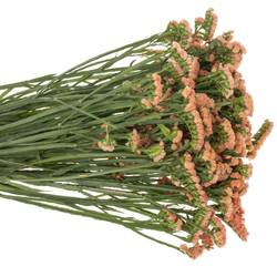 Statice orange Royal Orange 35 Gramm 60cm