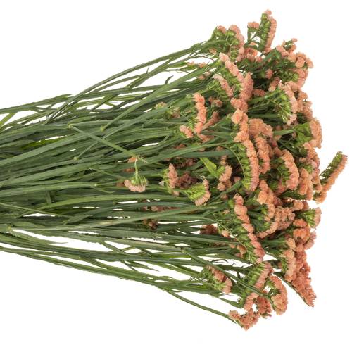 Statice orange Royal Orange 35 Gramm 60cm