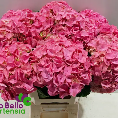 Hortensie rosa My Riviera Bol 22cm 80cm