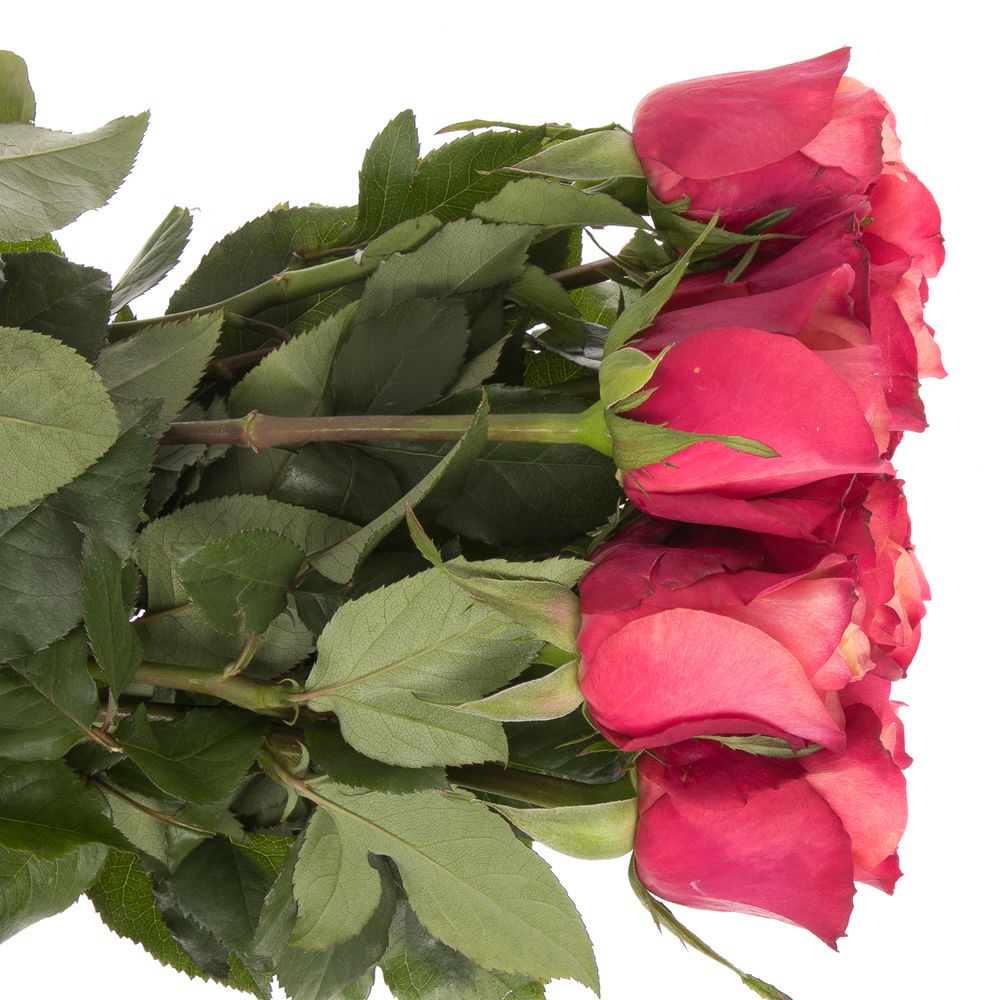 Rose rot/orange Bogart 40cm