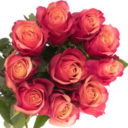 Rose rot/orange Bogart 40cm